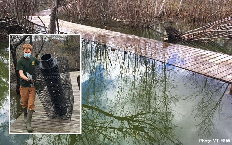 Beaver baffles being installed in Waitsfield along the Mad River Path near Lawson's Finest Liquids. Photo: VTF&W