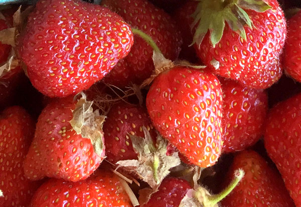 Strawberries. Photo: Lisa Loomis