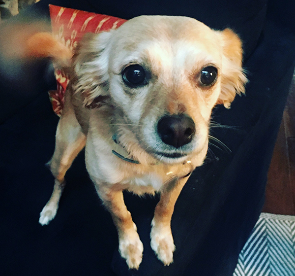 Weezie the Chihuahua-terrier mix
