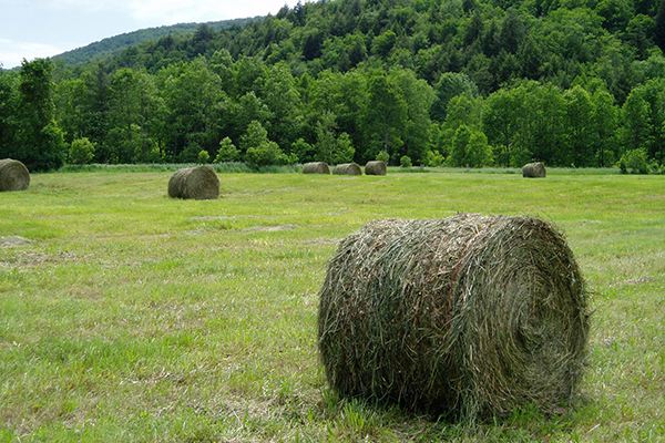 hay rolls in the Mad River Valley