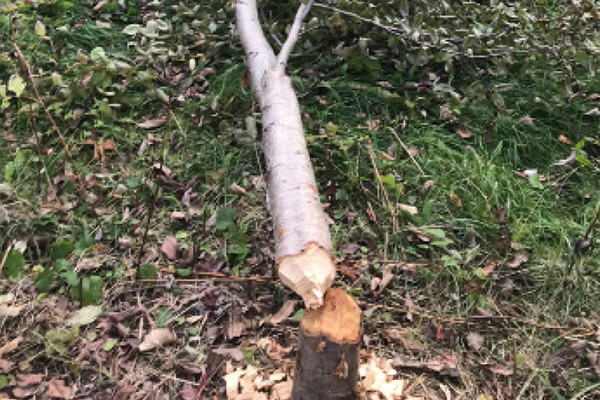 A beaver has been taking down trees along Tod’s river frontage