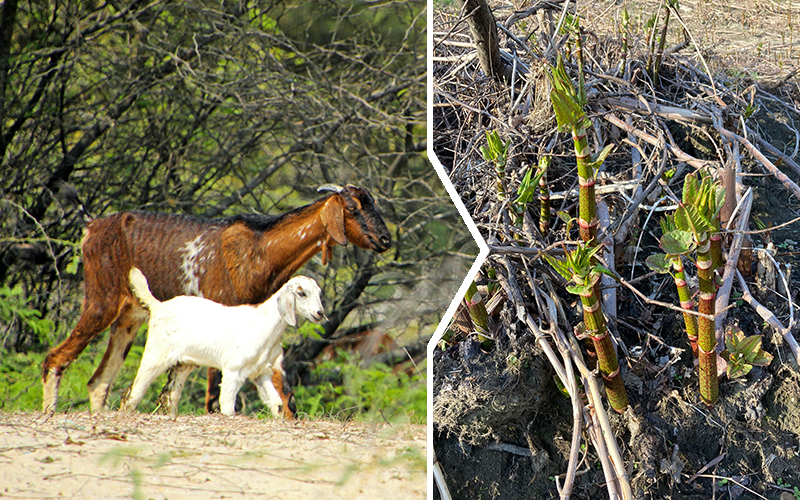 Goats and knotweed