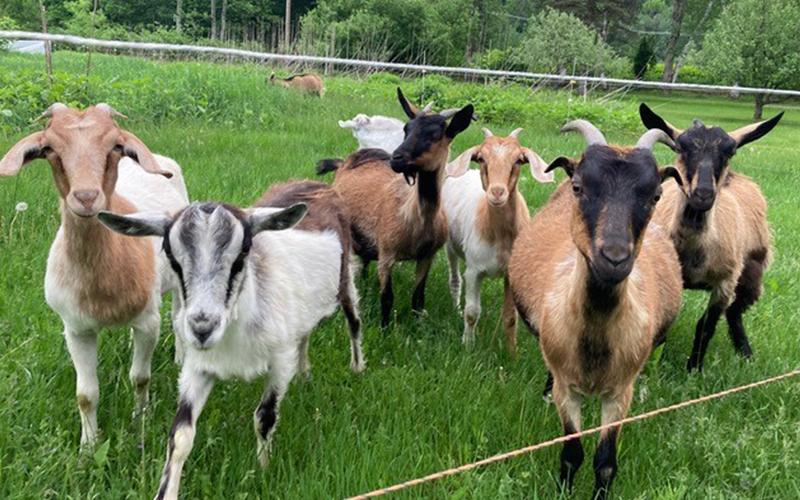 Mad Goat herd. Photo Carol Parker