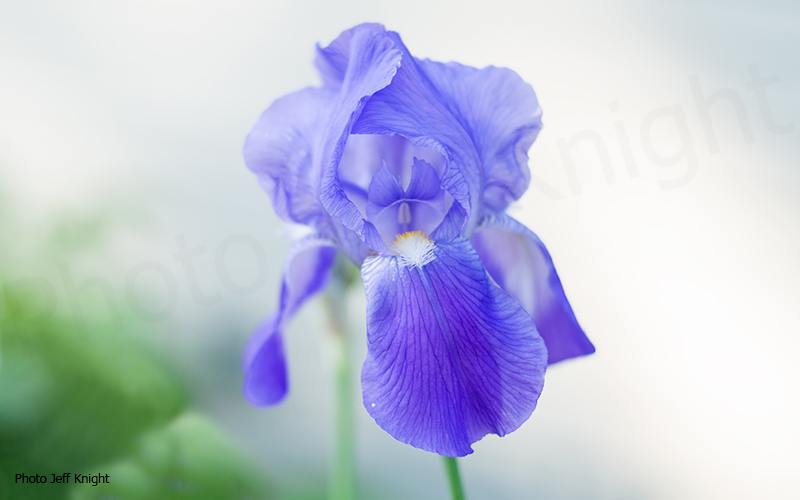 Iris. Photo: Jeff Knight