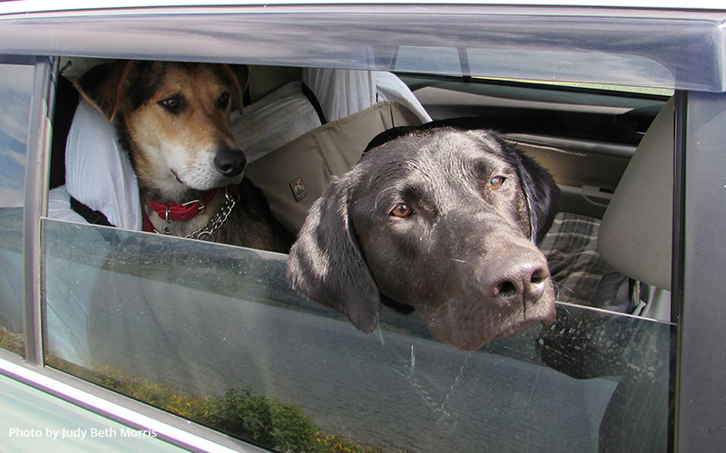 Dogs in car. Photo by Judy Beth Morris