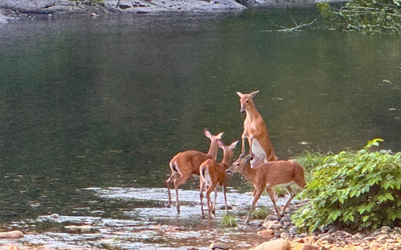 Deer frolicking by the side of the Mad River. Photo: Susie Conrad