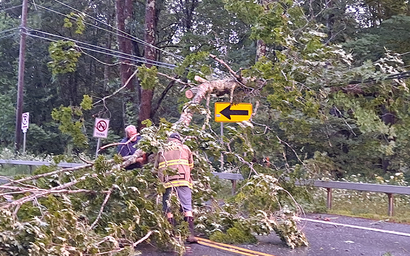 Storm Debby downed trees and cut off power. This tree over powerlines was in Warren, Vermont. Photo: Brian Moulton