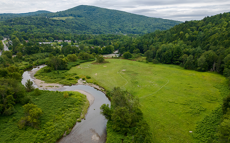 Drone photo of the Mad River in Waitsfield, Vermont showing knotweed infestation and goats used to eat knotweed. Photo: UVM/SAS