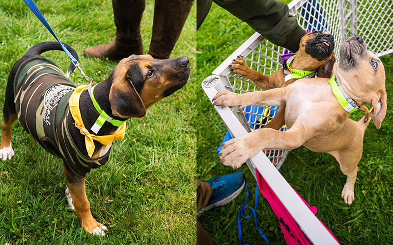 For the Love of Dogs and SIPtemberfest partner to find homes for dogs.