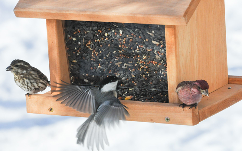 Bird feeder knowledge