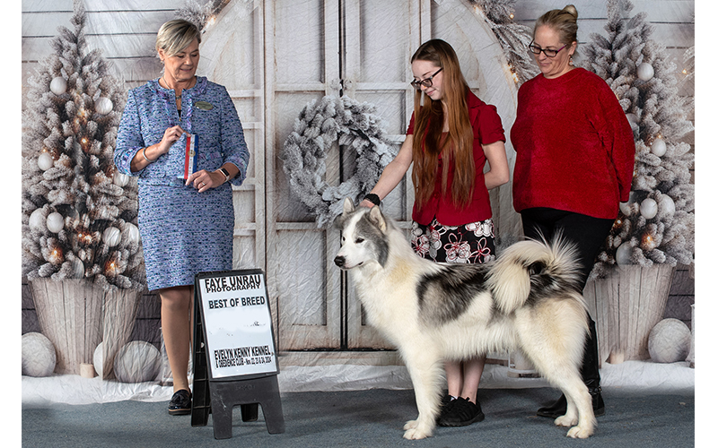 Igloo, the Canadian Eskimo Dog, won Best In Breed at a Canadian Kennel Club competition in Calgary, Alberta, Canada.