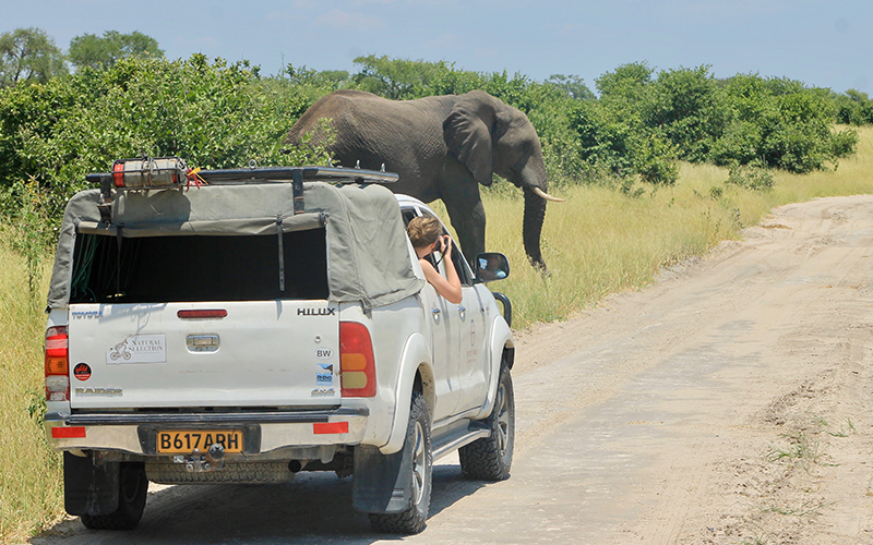 Marcy Bucheit photographing an elephant.