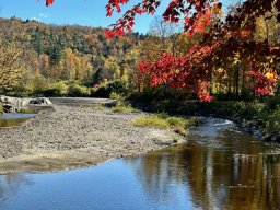 Foliage photos from Issue 5427