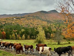 Foliage photos from Issue 5427