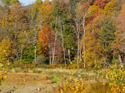 Foliage photos from Issue 5427