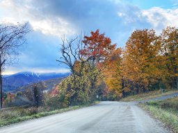 Foliage photos from Issue 5427