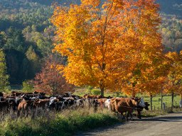 Foliage photos from Issue 5427