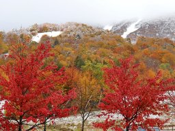 Foliage photos from Issue 5427