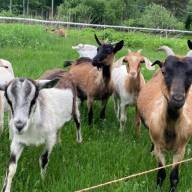 Meet and greet the knotweed goats