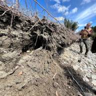 Data backs knotweed management efforts in The Valley