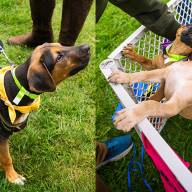 Beer and puppies, together again at SIPtemberfest