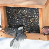 Bird feeders offer an easy and safe way to interact with wildlife, and installing them after December 1 limits the potential to attract bears.