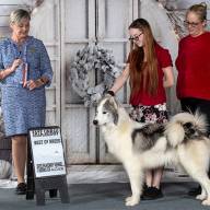 Waitsfield Canadian Eskimo Dog Igloo is named best in breed in Canadian competition