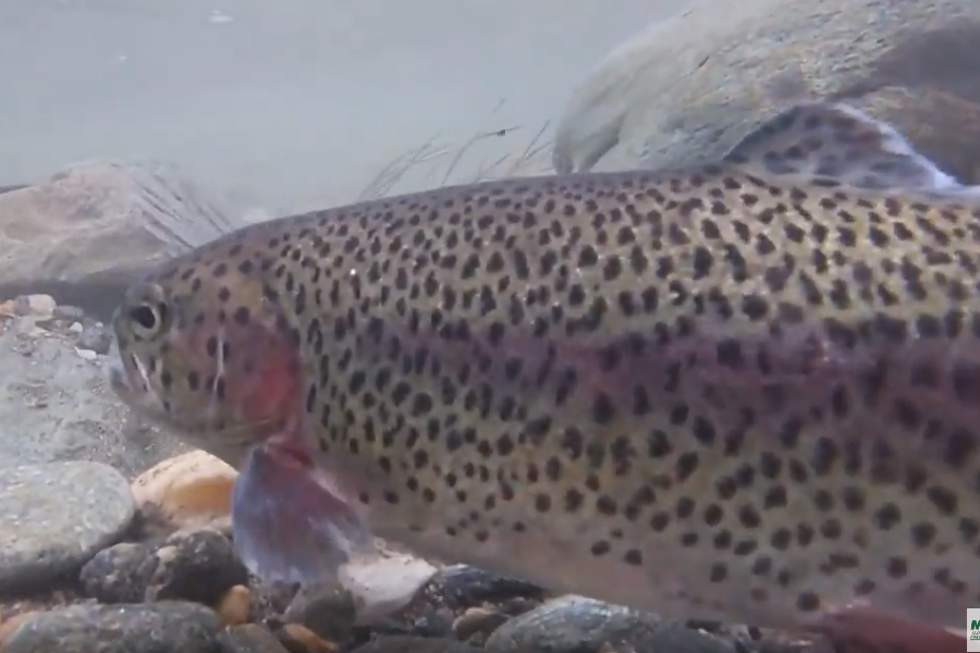 3,000 plus Trout Stocked in Mad River