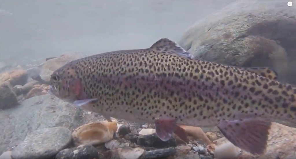 3,000+ Trout Stocked in Mad River!